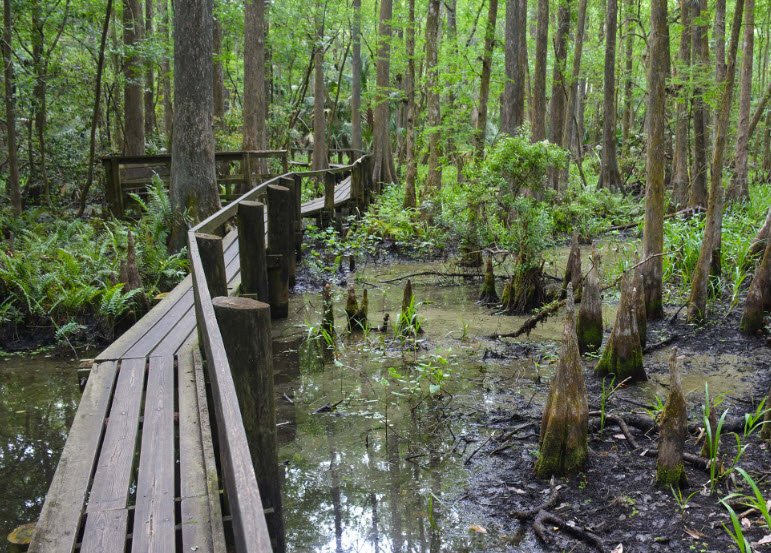 Highlands Hammock State Park, Florida, USA